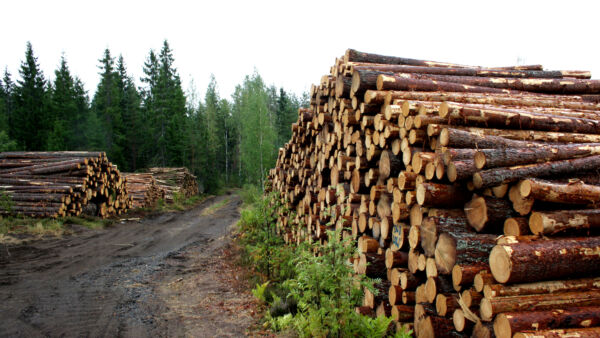 Suhdanne-ennusteet povaavat kuitupuiden ja koivutukin keskihintoihin tälle vuodelle yli 10 prosentin korotuksia. (Kuvaaja: Valtteri Skyttä)