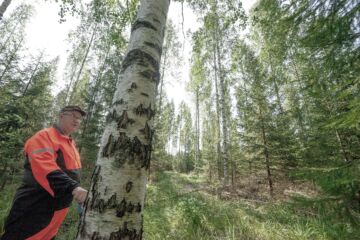 31 vuotta sitten istutettu koivikko tuottaa laadukasta puuta. Samalla kuusialikasvos kehittyy koivikon varjossa, esittelee metsänomistaja Markku Hyvönen. (Kuvaaja: mikko riikilä)