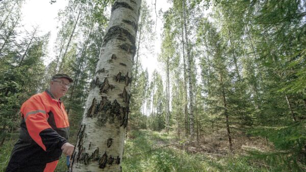 31 vuotta sitten istutettu koivikko tuottaa laadukasta puuta. Samalla kuusialikasvos kehittyy koivikon varjossa, esittelee metsänomistaja Markku Hyvönen. (Kuvaaja: mikko riikilä)