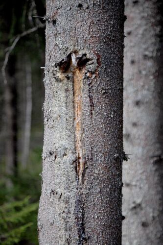 Viidennes harvennuksessa jätetyistä puista oli vaurioitunut korjuussa.