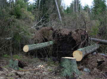 Myrsky on kaatanut metsää.  (Kuva: Mikko Häyrynen)