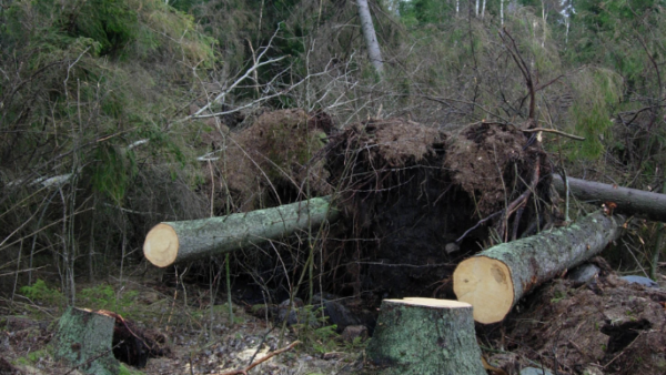 Myrsky on kaatanut metsää.  (Kuva: Mikko Häyrynen)