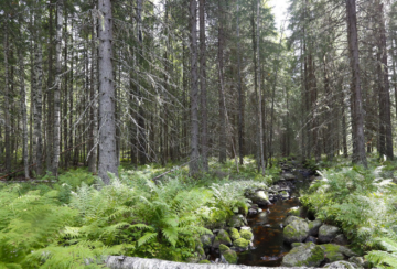 Levein suojakaista tarvitaan märimpään kohtaan, jossa puuston kasvukin on heikointa. (Kuva: Sami Karppinen)