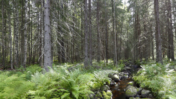 Levein suojakaista tarvitaan märimpään kohtaan, jossa puuston kasvukin on heikointa. (Kuva: Sami Karppinen)