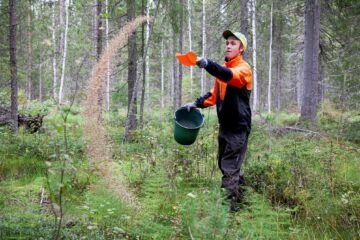 Tero Seppälä kokeilee, puhdittaako metsäsalpietari kuusikon arvokasvua. (Kuvaaja: mikko riikilä)