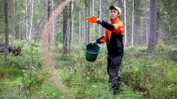 Tero Seppälä kokeilee, puhdittaako metsäsalpietari kuusikon arvokasvua. (Kuvaaja: mikko riikilä)