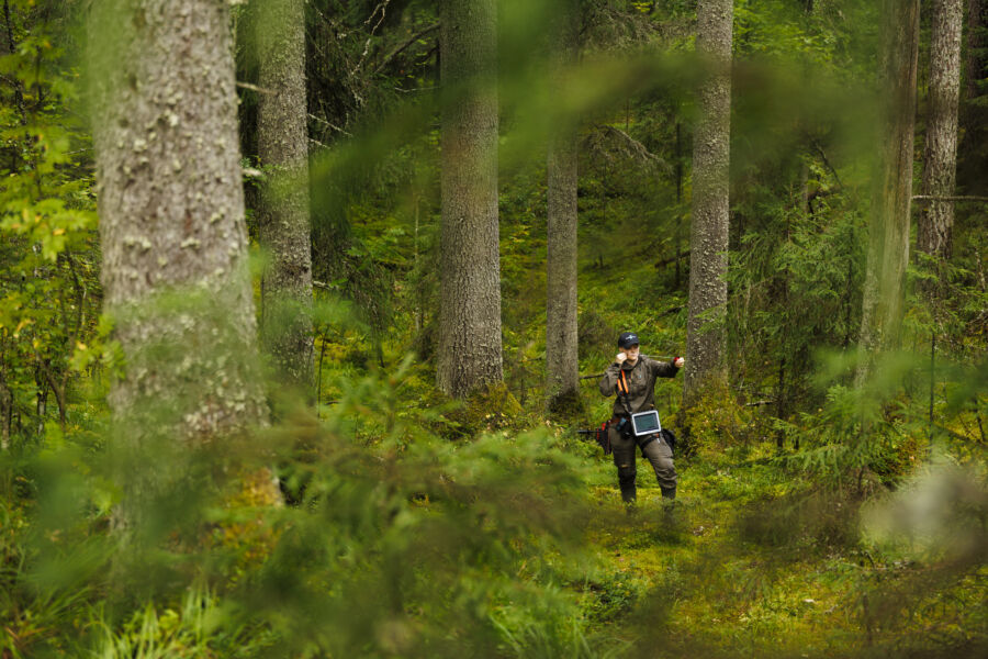 Metsähallitus inventoi vanhat metsänsä vuosien 20242025 aikana. Jane Rekola mittasi metsää syyskuun alussa Hämeenlinnan Evolla. (Kuvaaja: Seppo Samuli)