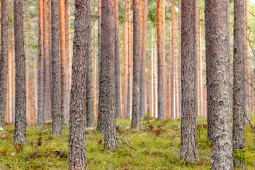 Hiilensidontasopimuksella metsänomistaja sitoutuu metsikön päätehakkuun viivästyttämiseen tai metsätilan pystypuuston lisäämiseen. (Kuvaaja: Janne Skinnarla)