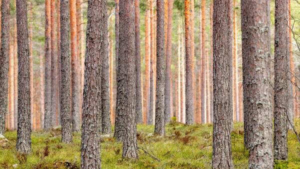 Hiilensidontasopimuksella metsänomistaja sitoutuu metsikön päätehakkuun viivästyttämiseen tai metsätilan pystypuuston lisäämiseen. (Kuvaaja: Janne Skinnarla)