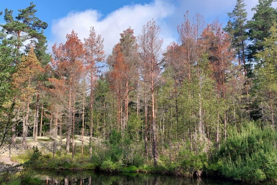 Okakaarnakuoriainen on viime vuosina tappanut sienitautien ja kuivuuden heikentämiä mäntyjä lounaisrannikolla. (Kuvaaja: Santtu Raimoranta)