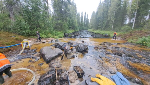 Raakkujen pelastustyöt käynnissä Hukkajoella. Kuva: Pirkko-Liisa Luhta / Metsähallitus