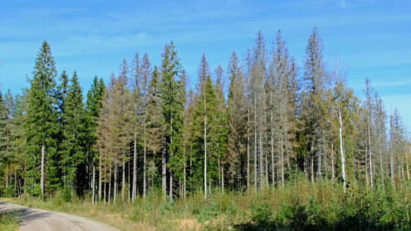 Kymenlaaksossa syyskuun 20. päivä tänä vuonna kuvatun kuusikon reunapuut on tappanut kirjanpainaja. Paahteisten hakkuuaukeiden reunakuusikot ovat alttiita kirjanpainjatuhoille. Ne ovat suurimmassa vaarassa, mikäli kirjanpainajien määrä on kohonnut yli kirjanpainajaseurannan riskirajan. (Kuvaaja: Juho Kokkonen)