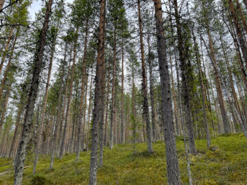 Puustoisen pikkutilan hinta kohosi korkeammalle kuin Lapissa keskimäärin. (Kuvaaja: Metsätilat.fi)