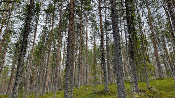 Puustoisen pikkutilan hinta kohosi korkeammalle kuin Lapissa keskimäärin. (Kuvaaja: Metsätilat.fi)