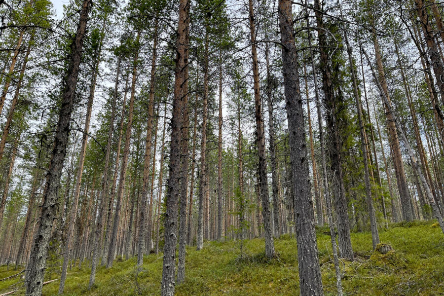 Puustoisen pikkutilan hinta kohosi korkeammalle kuin Lapissa keskimäärin. (Kuvaaja: Metsätilat.fi)