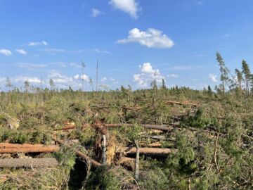 Myrskytuhoja Iso-Palosen retkeilyreitin varrella. (Kuva: Eeva Pulkkinen/Metsähallitus)