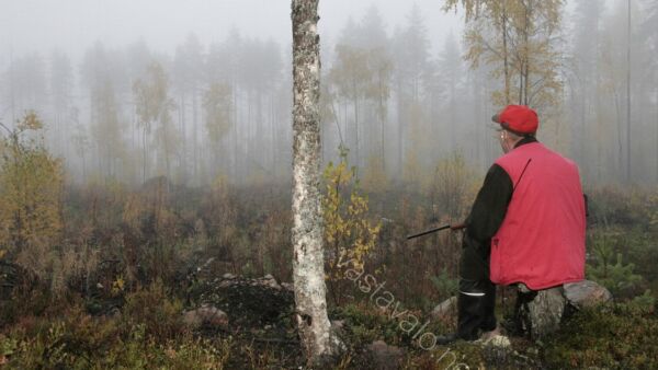 Tästä metsästysoikeuden vuokrauksessa on painavimmin kyse – hirvikannan säätelystä ja oikeudesta osallistua hirvenmetsästykseen. (Kuva: Pekka Piiparinen)