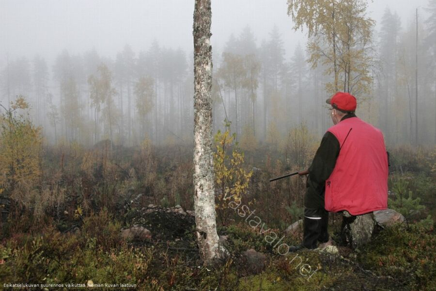 Tästä metsästysoikeuden vuokrauksessa on painavimmin kyse – hirvikannan säätelystä ja oikeudesta osallistua hirvenmetsästykseen. (Kuva: Pekka Piiparinen)