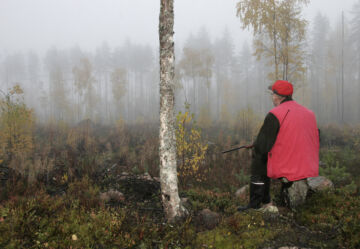 Tästä metsästysoikeuden vuokrauksessa on painavimmin kyse – hirvikannan säätelystä ja oikeudesta osallistua hirvenmetsästykseen. (Kuva: Pekka Piiparinen)