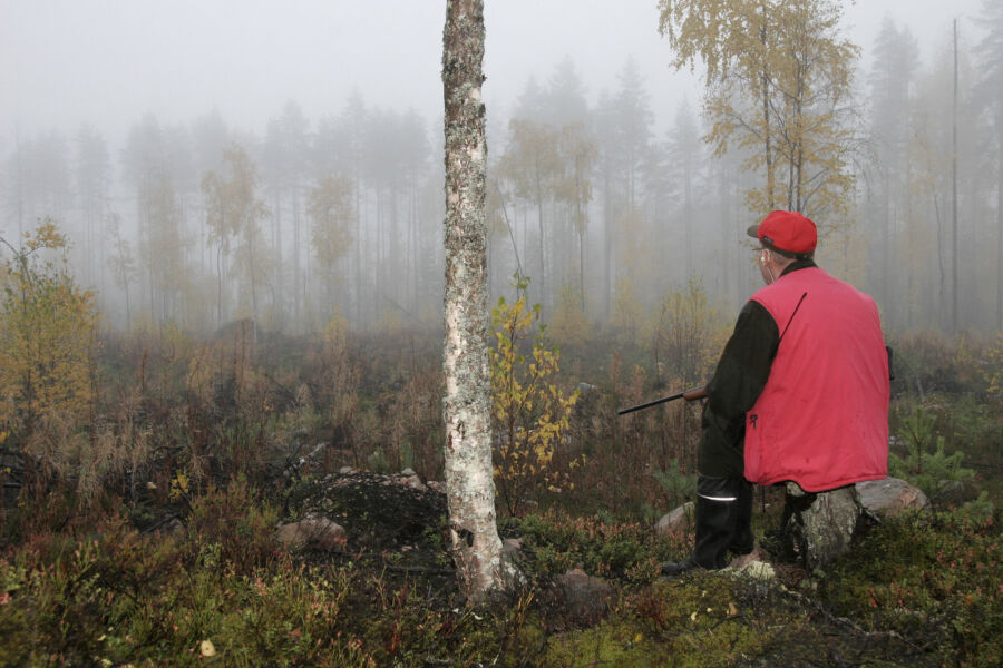 Tästä metsästysoikeuden vuokrauksessa on painavimmin kyse – hirvikannan säätelystä ja oikeudesta osallistua hirvenmetsästykseen. (Kuva: Pekka Piiparinen)