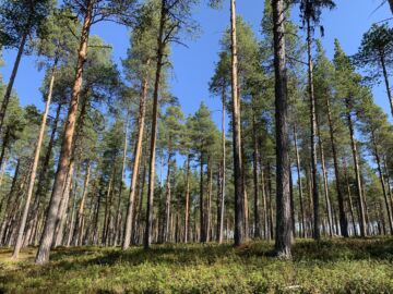 Inarin yhteismetsässä kasvava männikkö on yli 200 vuoden ikäinen.(Kuvaaja: Tiia Puukila)