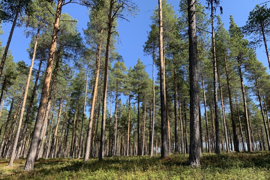 Inarin yhteismetsässä kasvava männikkö on yli 200 vuoden ikäinen.(Kuvaaja: Tiia Puukila)