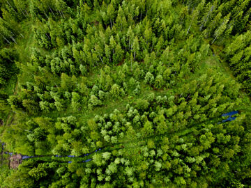 	Metsätilojen hinnat ovat asettuneet suunnilleen viime vuoden tasolle, Metsätilat.fi kertoo. (Kuvaaja: Matias Honkamaa)