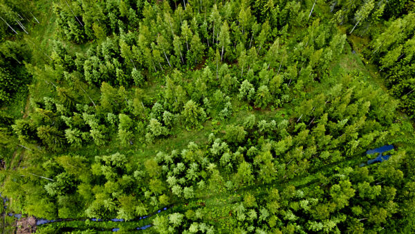 	Metsätilojen hinnat ovat asettuneet suunnilleen viime vuoden tasolle, Metsätilat.fi kertoo. (Kuvaaja: Matias Honkamaa)