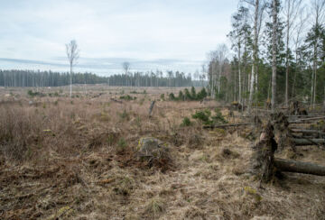 Rajaan asti ulottuva avohakkuu on tavanomaista metsätaloutta ja maanomistajan oikeus, vaikka siitä usein seuraa tuulenkaatoja naapurin puolella. Avohakkuuta tai muita toimia ei kuitenkaan saa käyttää tarkoituksellisesti haitanteon välineenä. (Kuvaaja: Pentti Katajisto)