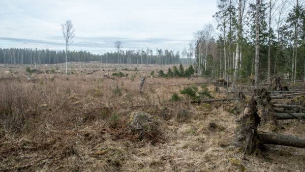 Rajaan asti ulottuva avohakkuu on tavanomaista metsätaloutta ja maanomistajan oikeus, vaikka siitä usein seuraa tuulenkaatoja naapurin puolella. Avohakkuuta tai muita toimia ei kuitenkaan saa käyttää tarkoituksellisesti haitanteon välineenä. (Kuvaaja: Pentti Katajisto)