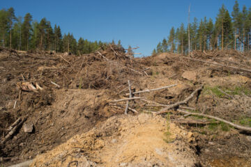 Pahimmillaan kuopat ovat niin syviä, että ne vaikeuttavat tulevia metsänhoitotöitä. (Kuvaaja: Jorma Peiponen)