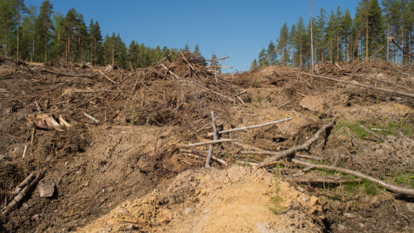 Pahimmillaan kuopat ovat niin syviä, että ne vaikeuttavat tulevia metsänhoitotöitä. (Kuvaaja: Jorma Peiponen)