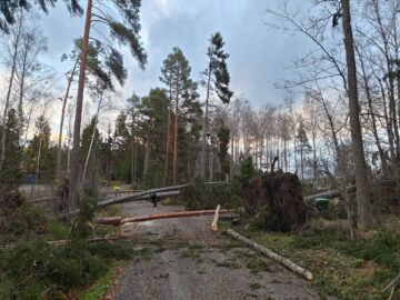 Lyly-myrsky runteli pahimmin Rauman ja Porin välistä rannikkoa. Raumalla tuulenkaadot tukkivat kyläteitä ja kaatoivat metsää. (Kuvaaja: Annukka Laitonen)