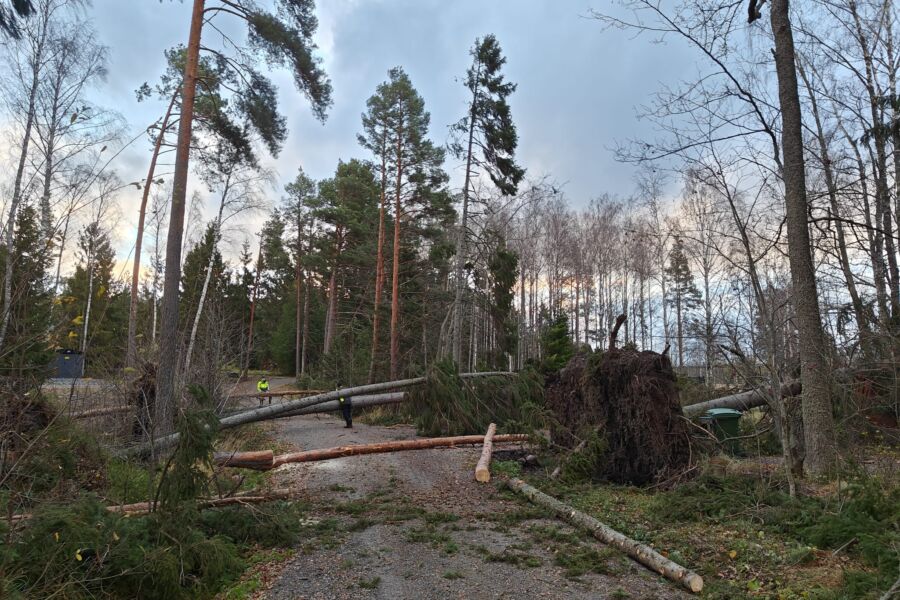 Lyly-myrsky runteli pahimmin Rauman ja Porin välistä rannikkoa. Raumalla tuulenkaadot tukkivat kyläteitä ja kaatoivat metsää. (Kuvaaja: Annukka Laitonen)