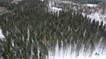 Altteimpia kirjanpainajan tuhoille ovat hakkuuaukeiden paahteiset reunametsät, mutta tuhot ovat alkaneet yleistyä myös metsiköiden sisäosissa kuivuuden vaivaamilla alueilla. (Kuvaaja: Juho Kokkonen)