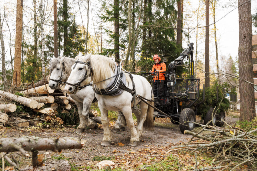 Otaniemessä puunkorjuun haastetta lisää kappelin sijainti mäen laella. Bogas (vas.) ja Pläsi vetävät vaunuja, Ralf Sundvik ohjaa. (Kuvaaja: Seppo Samuli)