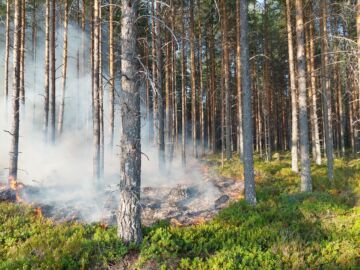 Ennallistamispoltto Salamajärvellä. Polttojen tarkoituksena on tuottaa palanutta ja hiiltynyttä puuainesta, josta monet lajit ovat riippuvaisia.  (Kuvaaja: Jyri Lehtonen)