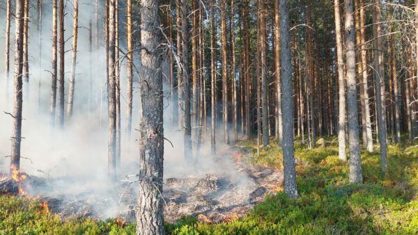 Ennallistamispoltto Salamajärvellä. Polttojen tarkoituksena on tuottaa palanutta ja hiiltynyttä puuainesta, josta monet lajit ovat riippuvaisia.  (Kuvaaja: Jyri Lehtonen)