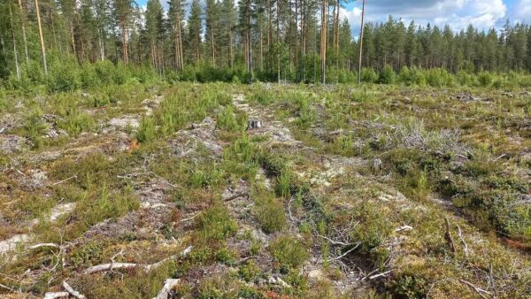 Etelä-Pohjanmaalla myyty tila on valtaosin kuivaa tai kuivahkoa kangasmaata ja taimikoiden osuus on runsas neljännes. Kauppahinta jäi hiukan alle maakunnan keskihinnoista. (Kuvaaja: Esa Kuoppala)