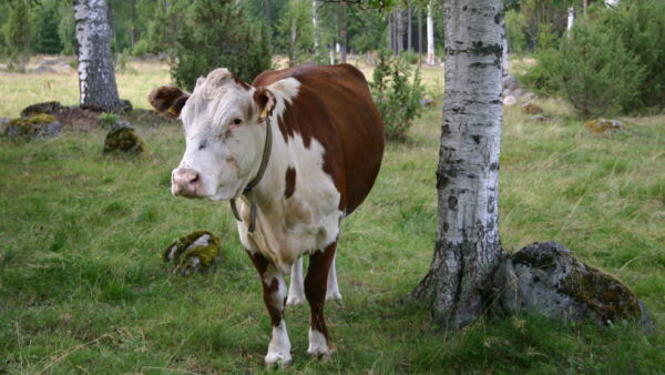 Laidunnuksen ansiosta hakamaat, niityt ja kedot säilyttävät uhanalaista luontoa ja maisema pysyy monipuolisena.  (Kuvaaja: Airi Matila)