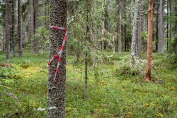 Punavalkoinen nauha osoittaa, että pesäpuulle on matkaa 20 metriä. (Kuva: Johannes Tervo)