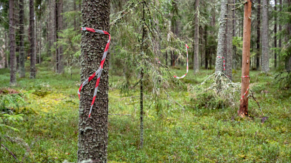 Punavalkoinen nauha osoittaa, että pesäpuulle on matkaa 20 metriä. (Kuva: Johannes Tervo)