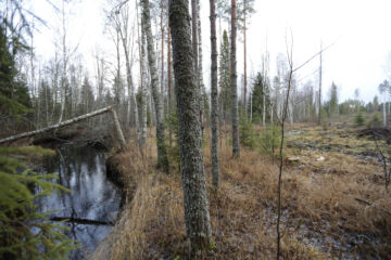 Metsätaloudelle herkiksi vesistöiksi on luokiteltu esimerkiksi Pirkanmaan ely-keskuksen alueella noin 1 300 kohdetta. Kartta-aineiston pelätään tuovan uusia rajoituksia metsien käsittelyyn. (Kuvaaja: Sami Karppinen)