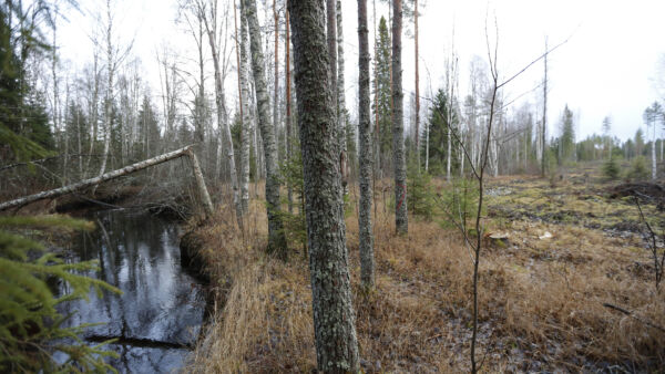 Metsätaloudelle herkiksi vesistöiksi on luokiteltu esimerkiksi Pirkanmaan ely-keskuksen alueella noin 1 300 kohdetta. Kartta-aineiston pelätään tuovan uusia rajoituksia metsien käsittelyyn. (Kuvaaja: Sami Karppinen)