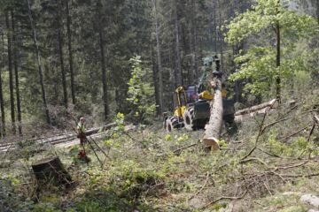 Saksan kuusikoiden puusto hupeni kymmenessä vuodessa lähes 200 miljoonalla kuutiolla. Kuusikkoa hakattiin aukoksi Ala-Saksissa Clausthall-Zellerfeldin alueella kirjanpainajatuhojen rajaamiseksi toukokuussa 2023.  (Kuvaaja: Sami Karppinen)