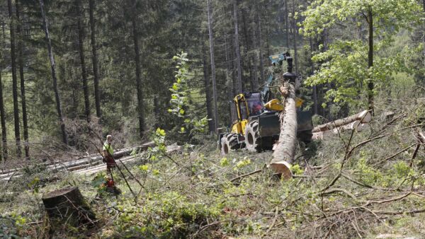 Saksan kuusikoiden puusto hupeni kymmenessä vuodessa lähes 200 miljoonalla kuutiolla. Kuusikkoa hakattiin aukoksi Ala-Saksissa Clausthall-Zellerfeldin alueella kirjanpainajatuhojen rajaamiseksi toukokuussa 2023.  (Kuvaaja: Sami Karppinen)