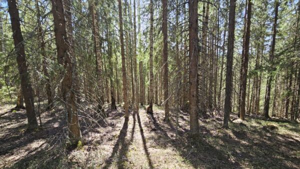 Uudella suojelualueella on muun muassa puustoisia soita, lahopuustoisia kangasmetsiä ja luonnontilaisia lähteitä. (Kuva: Tornator)