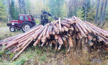 Kirjoittajan omatoimisesti korjaamista puista syntyy kevään aikana halkoja. (Kuva: Sami Karppinen)