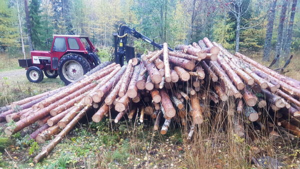 Kirjoittajan omatoimisesti korjaamista puista syntyy kevään aikana halkoja. (Kuva: Sami Karppinen)