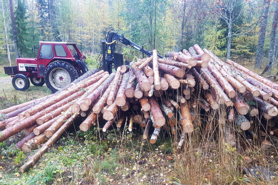 Kirjoittajan omatoimisesti korjaamista puista syntyy kevään aikana halkoja. (Kuva: Sami Karppinen)